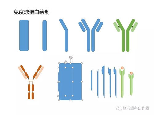 科研模式图中蛋白质分子的画法